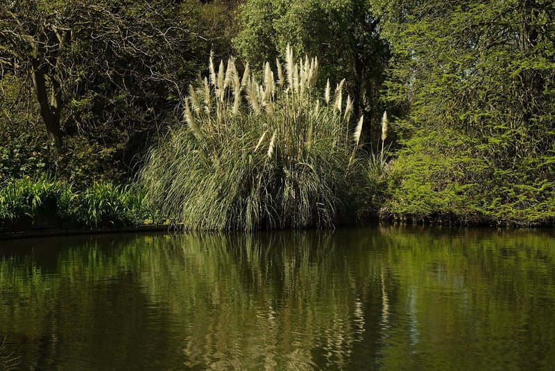 Reflective Ponds