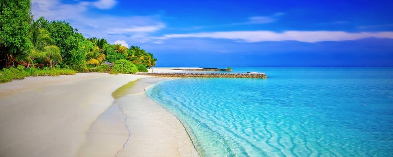 Beach Palm Trees
